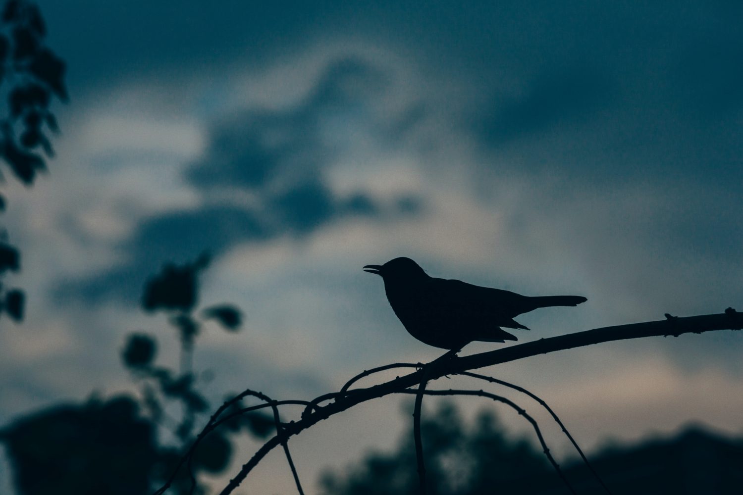 Stock photo of a bird at sunset.