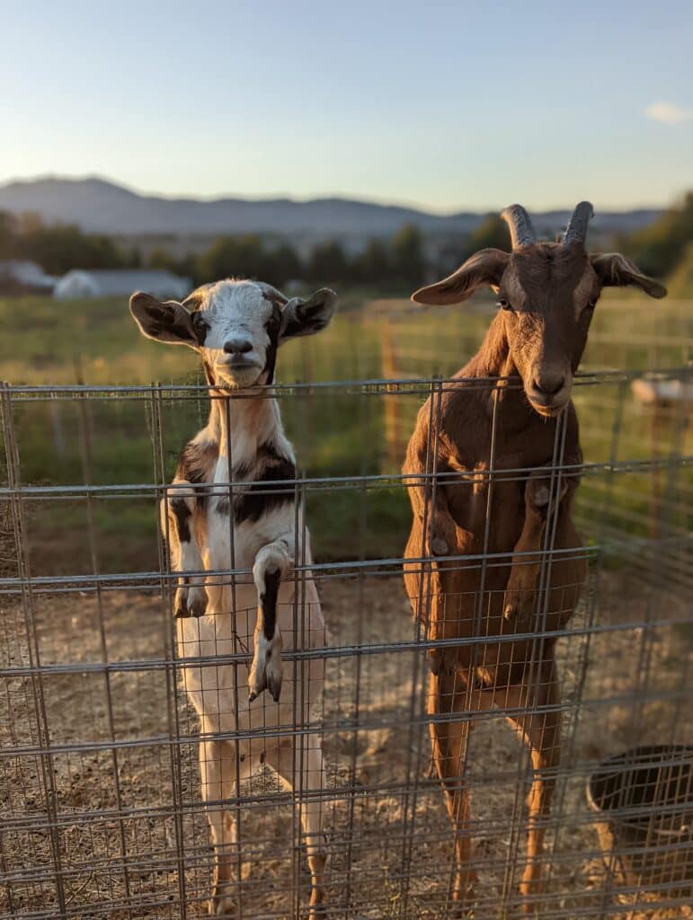 Two goats, a white-and-brown spotted female and a brown male, lean through the holes in a square-wire fence.
