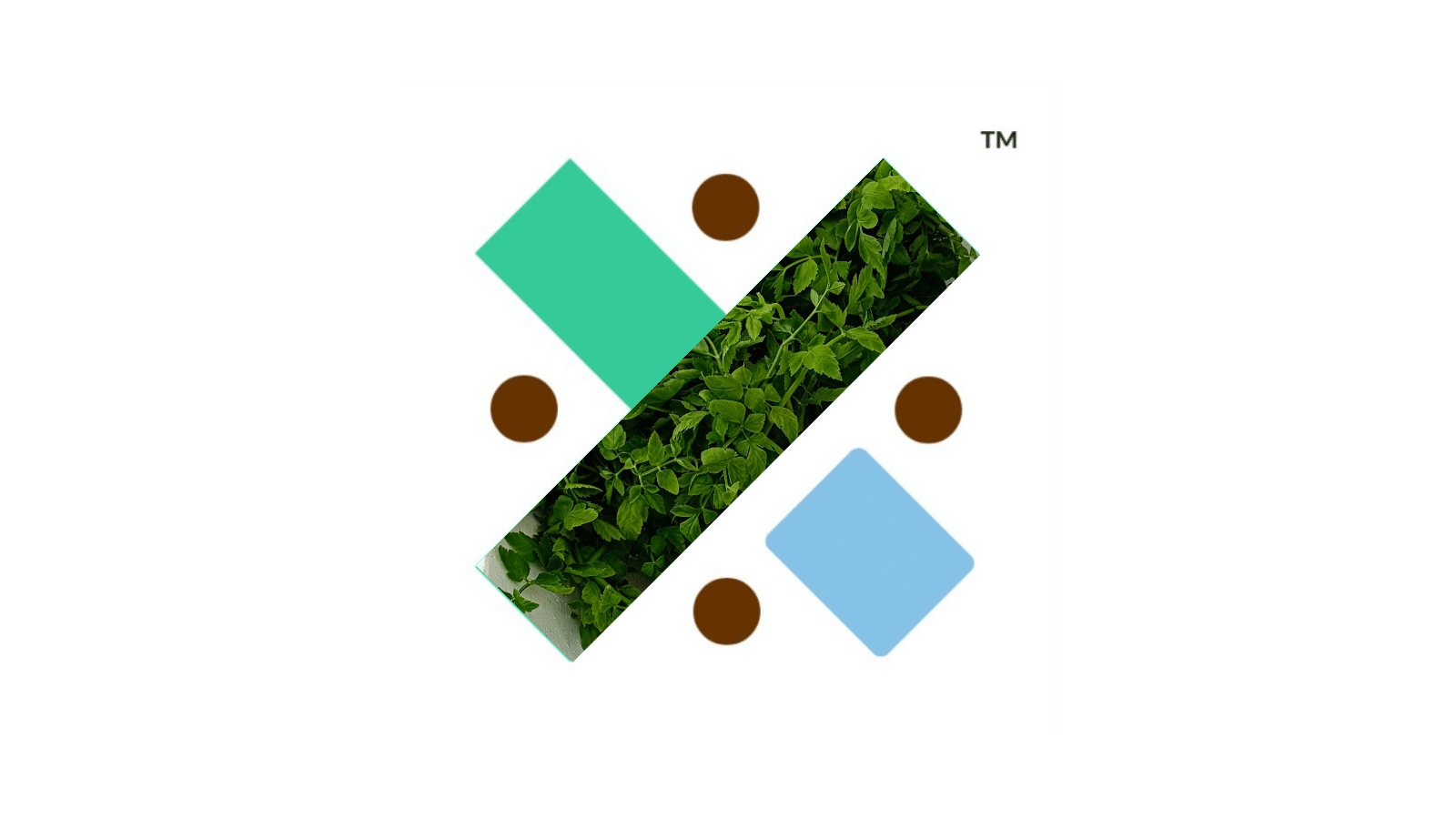The Xylom's logo, an X with four dots surrounding it in a circle, superimposed with an image of minari plants on the middle diagonal. 